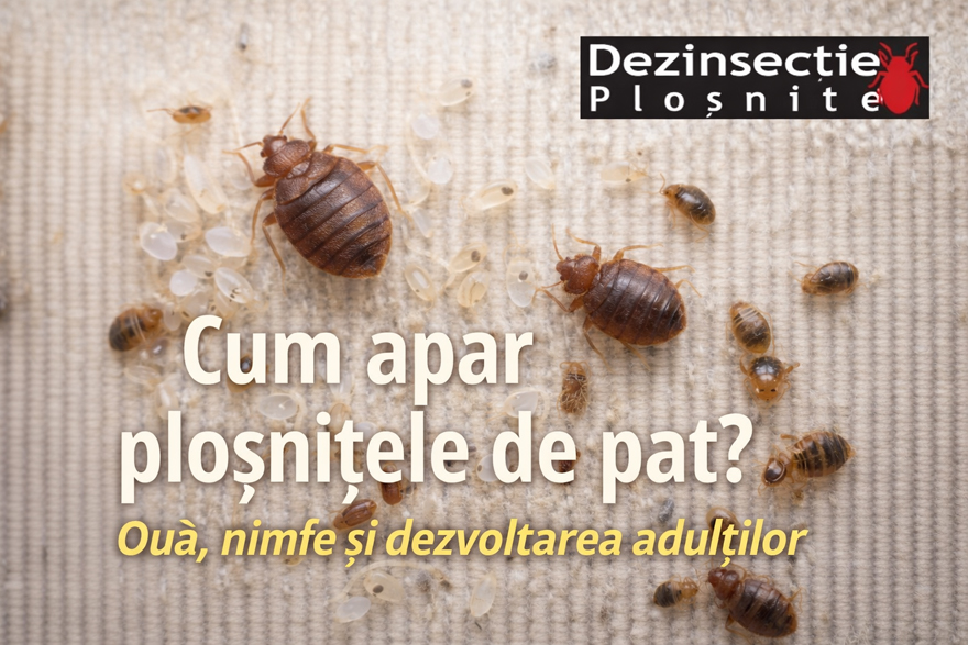 Cum apar ploșnițele – viața și dezvoltarea ploșnițelor de pat