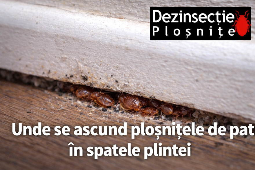 Plosnite de pat ascunse in spatele plintei dintre perete si podea