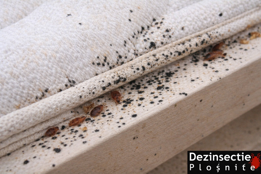 puncte negre plosnite saltea in cusaturi si colturi