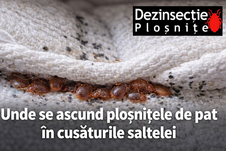 Plosnite de pat ascunse in cusaturile saltelei